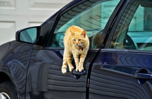 hornoxe.com_picdump273_084