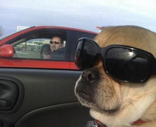 hornoxe.com_picdump273_181