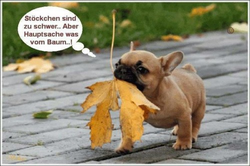 hornoxe.com_picdump274_012