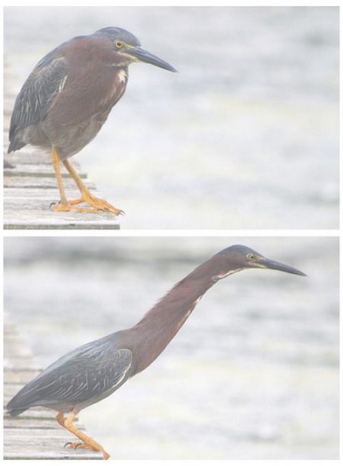 hornoxe.com_picdump274_056