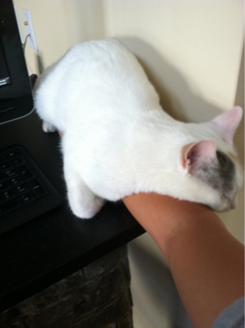 hornoxe.com_picdump274_107