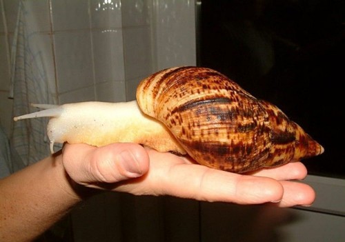 hornoxe.com_picdump275_082