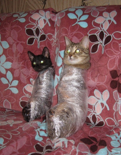 hornoxe.com_picdump275_122