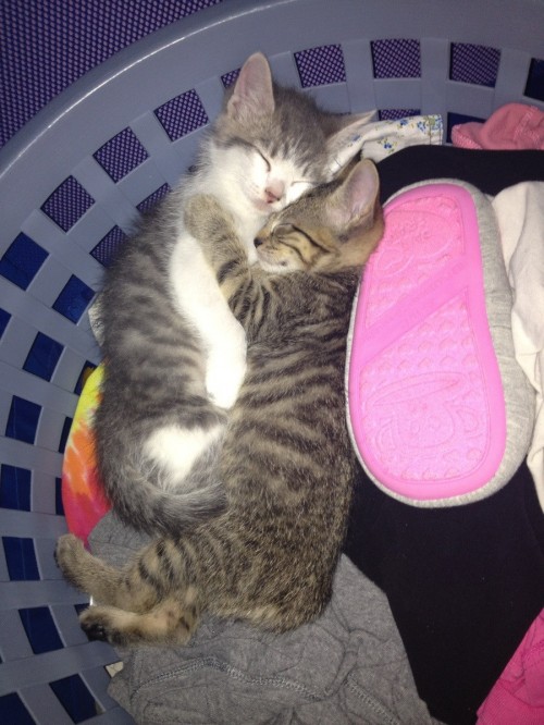 hornoxe.com_picdump275_135