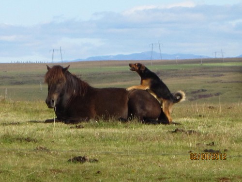 hornoxe.com_picdump275_136