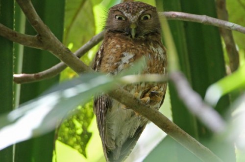 hornoxe.com_picdump275_212