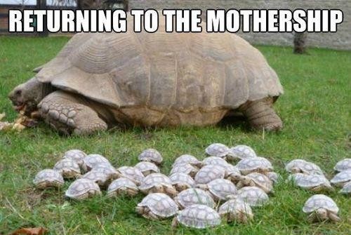 hornoxe.com_picdump275_226