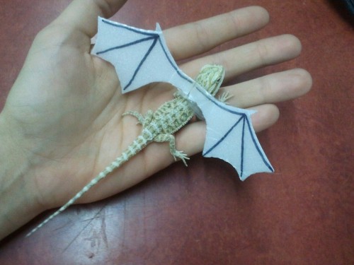 hornoxe.com_picdump276_088