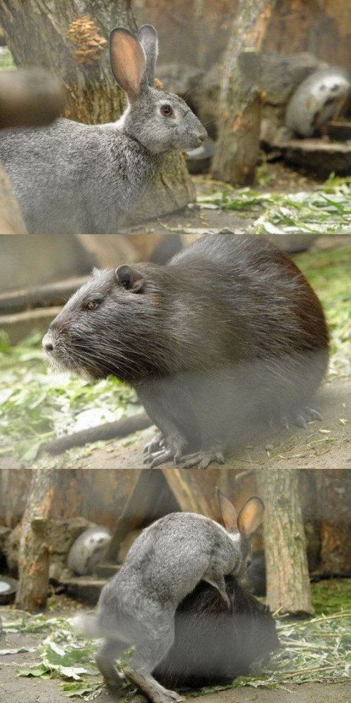 Catsmob.com - The coolest pics on the net!