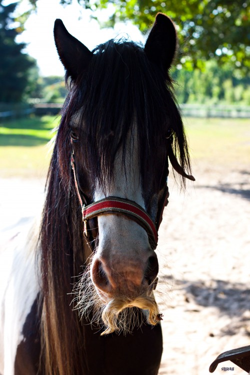 hornoxe.com_picdump276_108