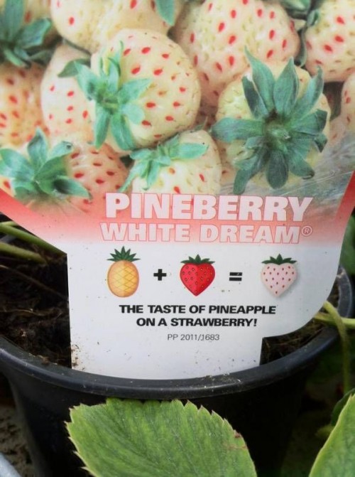 hornoxe.com_picdump276_122