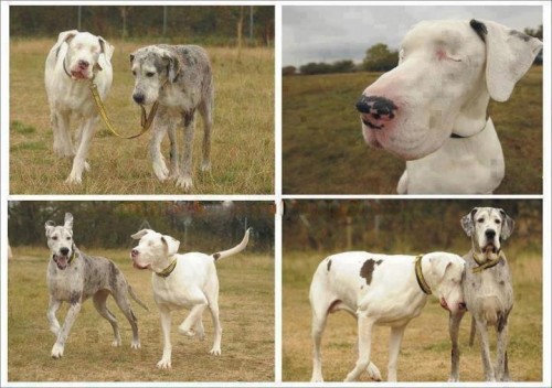 hornoxe.com_picdump277_065