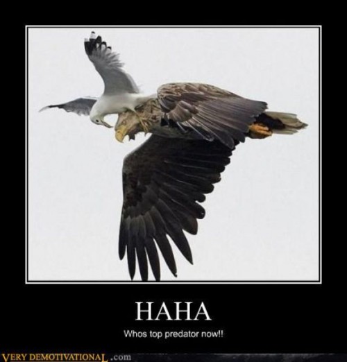 hornoxe.com_picdump277_070