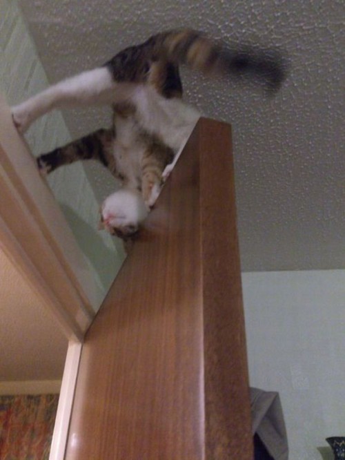 hornoxe.com_picdump277_107