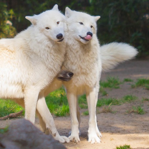 hornoxe.com_picdump277_174