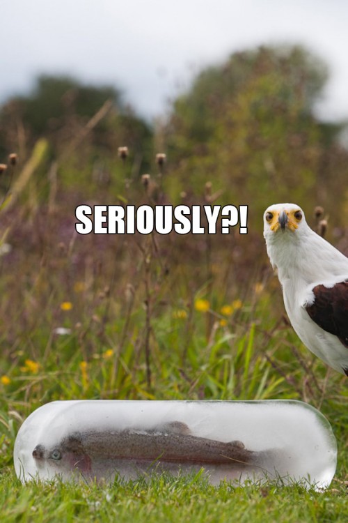 hornoxe.com_picdump278_026