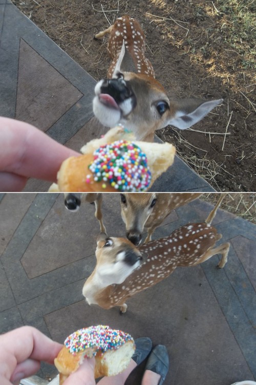 hornoxe.com_picdump278_027