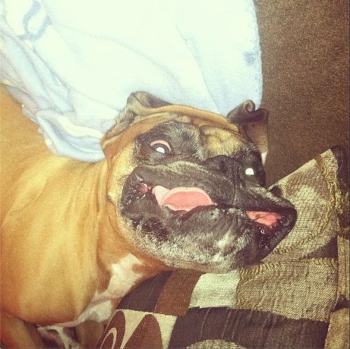 hornoxe.com_picdump279_149