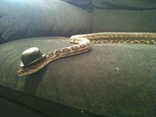 hornoxe.com_picdump280_001