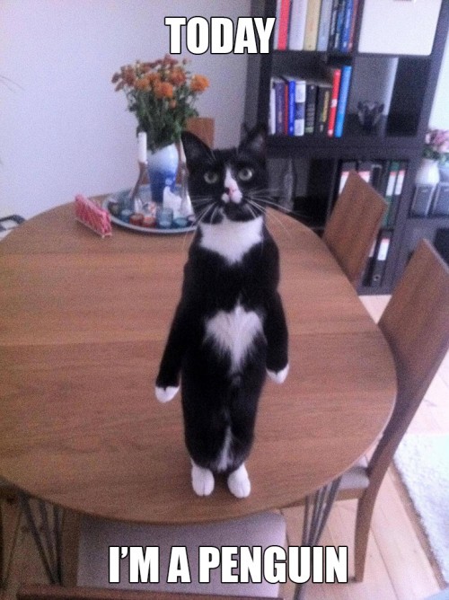 hornoxe.com_picdump280_029