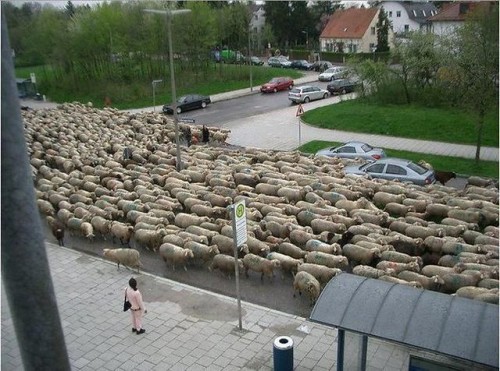 hornoxe.com_picdump280_087