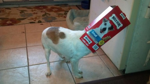 hornoxe.com_picdump280_095