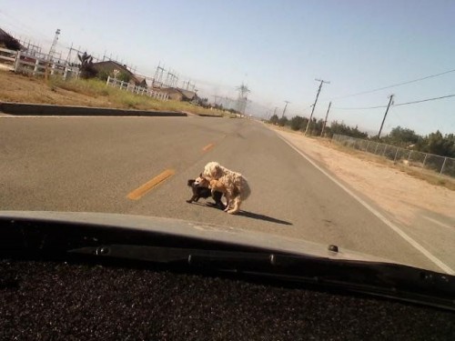 hornoxe.com_picdump280_117