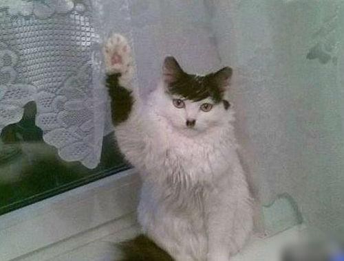 hornoxe.com_picdump281_004