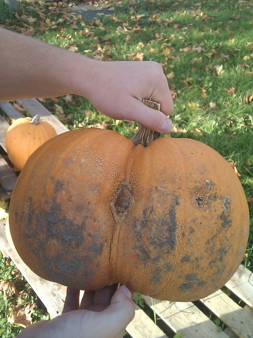 hornoxe.com_picdump282_100