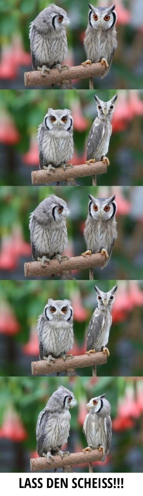 hornoxe.com_picdump282_156