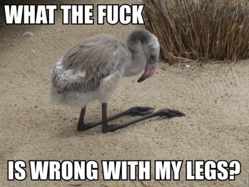 hornoxe.com_picdump283_006