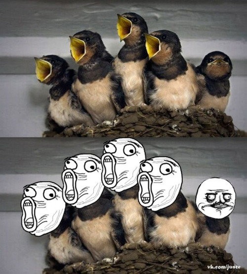 hornoxe.com_picdump283_159