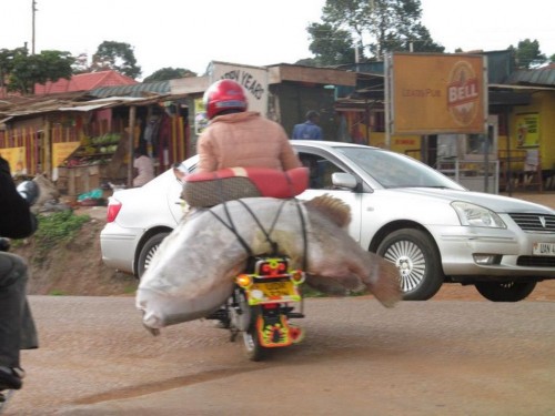 hornoxe.com_picdump284_085