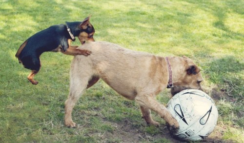 hornoxe.com_picdump285_059