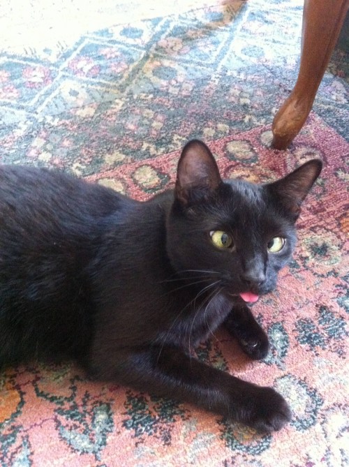 hornoxe.com_picdump285_106