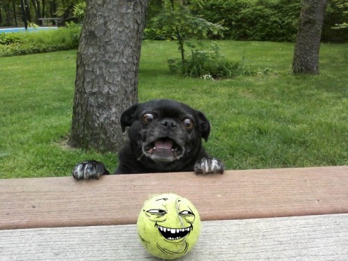 hornoxe.com_picdump285_113