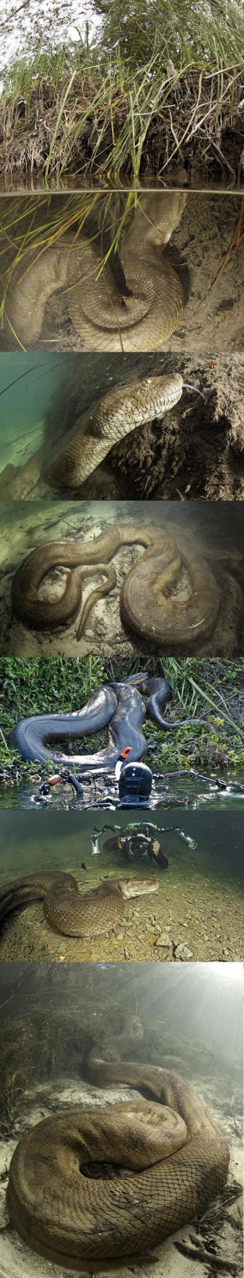 hornoxe.com_picdump285_185