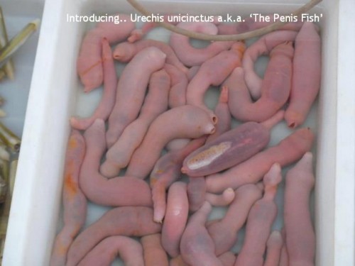 hornoxe.com_picdump287_062