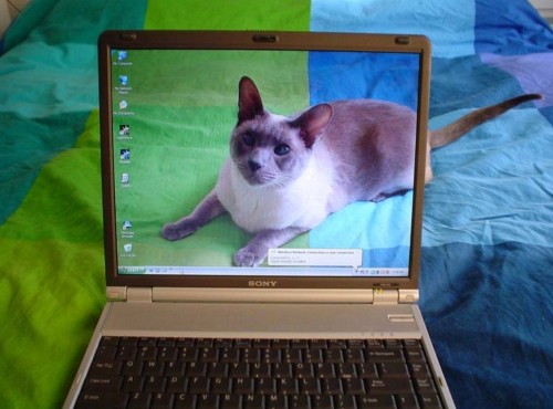 hornoxe.com_picdump287_153