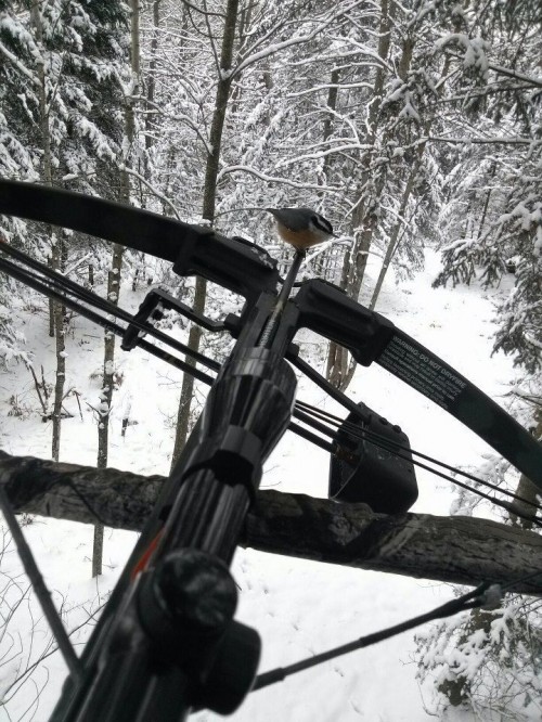 hornoxe.com_picdump289_131