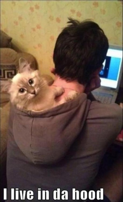 hornoxe.com_picdump289_148