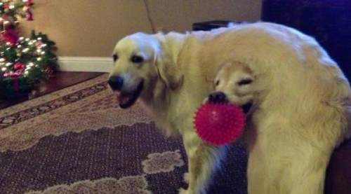 hornoxe.com_picdump289_172