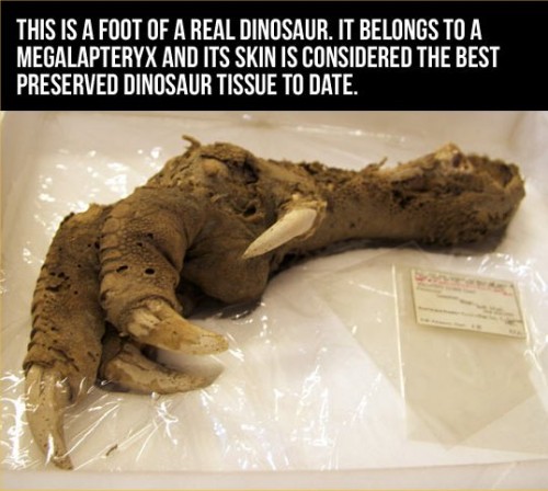 hornoxe.com_picdump290_159