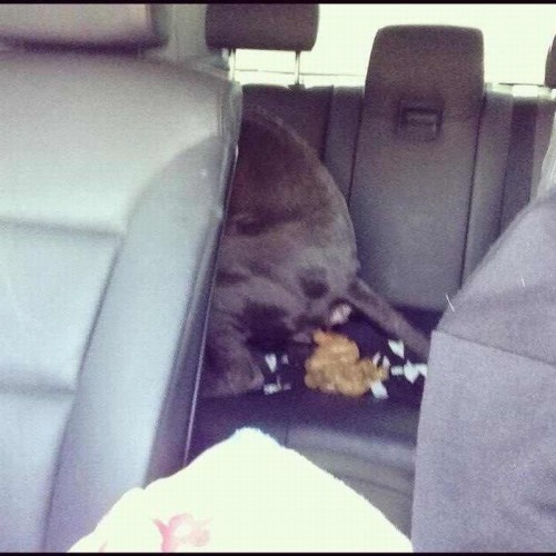 hornoxe.com_picdump291_062