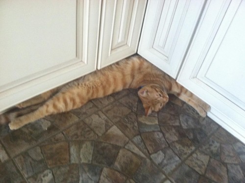 hornoxe.com_picdump291_082