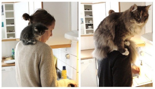 hornoxe.com_picdump292_057