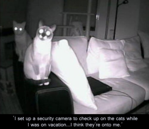 hornoxe.com_picdump292_093