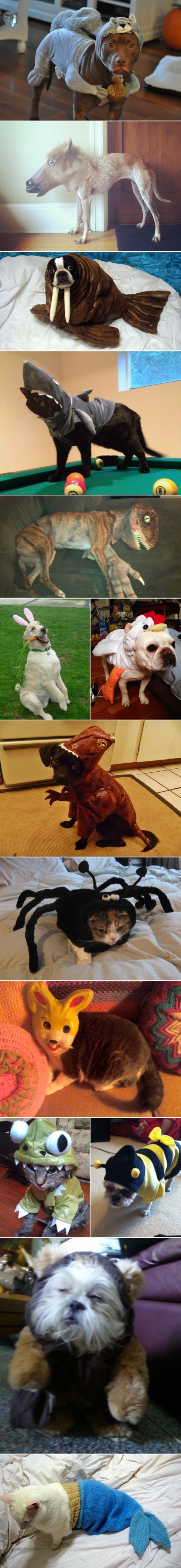 hornoxe.com_picdump293_009