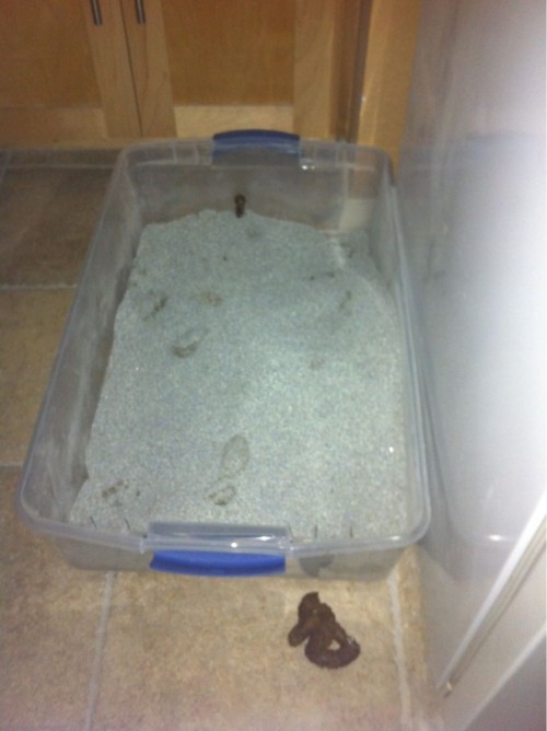 hornoxe.com_picdump293_173