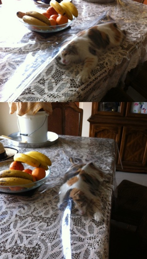 hornoxe.com_picdump294_123